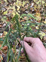 Carex muskingumensis
