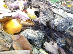 Phycomyces