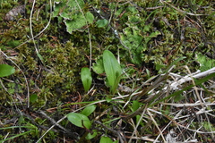 Platanthera obtusata
