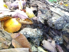 Phycomyces