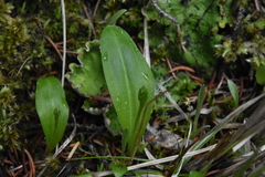 Platanthera obtusata
