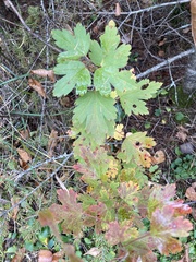 Ribes oxyacanthoides