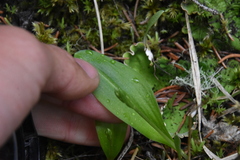 Platanthera obtusata