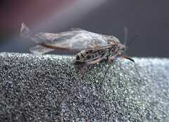 Tuberolachnus salignus