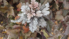 Podosphaera physocarpi