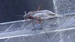 Tuberolachnus salignus