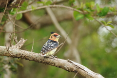Trachyphonus vaillantii
