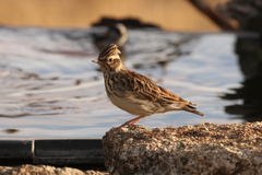 Lullula arborea
