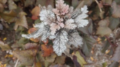 Podosphaera physocarpi