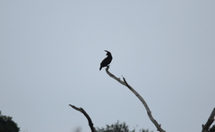 Lophaetus occipitalis