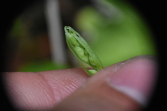 Platanthera obtusata