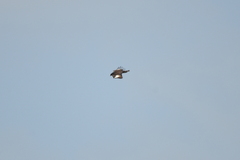 Lophaetus occipitalis