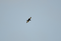 Lophaetus occipitalis