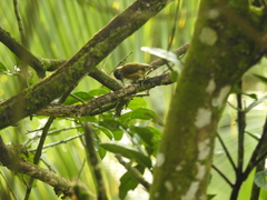Picumnus olivaceus