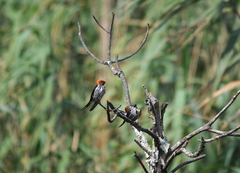 Cecropis abyssinica
