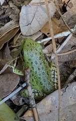 Hyla gratiosa