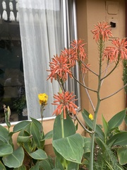 Aloe maculata