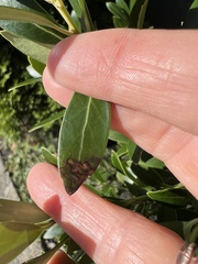 Phytomyza glabricola