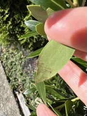 Phytomyza glabricola