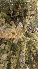Atriplex canescens
