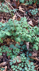 Thalictrum pubescens