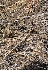 Plestiodon skiltonianus