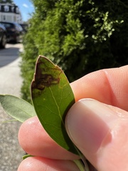 Phytomyza glabricola