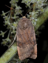 Noctua janthina