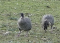 Anser brachyrhynchus
