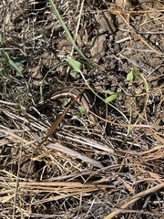 Plestiodon skiltonianus