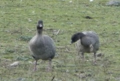 Anser brachyrhynchus