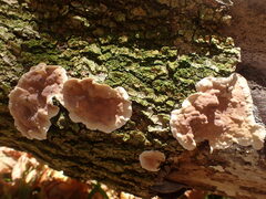 Chondrostereum purpureum