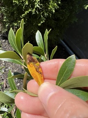 Phytomyza glabricola