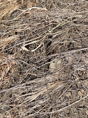 Plestiodon skiltonianus