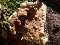 Chondrostereum purpureum