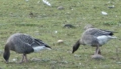 Anser brachyrhynchus
