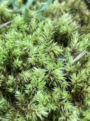 Aulacomnium palustre