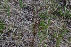 Gentianella amarella