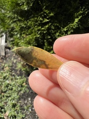 Phytomyza glabricola