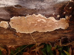 Chondrostereum purpureum