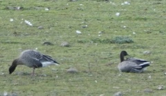 Anser brachyrhynchus