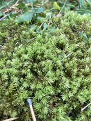 Aulacomnium palustre