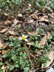 Tridax procumbens