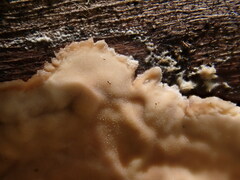 Chondrostereum purpureum