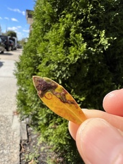 Phytomyza glabricola