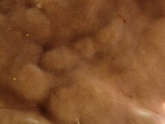 Chondrostereum purpureum