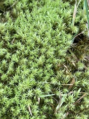 Aulacomnium palustre