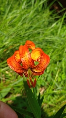 Lilium carniolicum