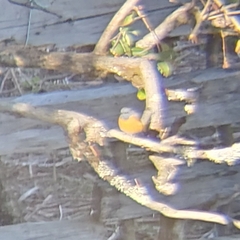 Phoenicurus frontalis