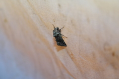 Lacinipolia olivacea